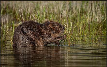 Wildlife Watchers - Beavers  |  Ages 6-8
