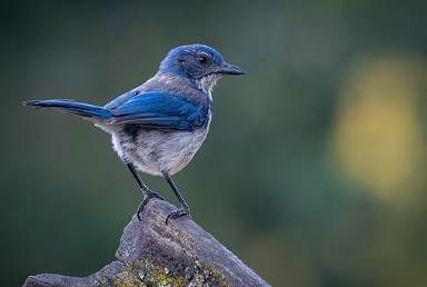 Wildlife Watchers - Birds  |  Ages 9-11