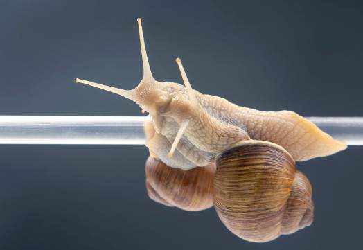 Incredible Invertebrates | Classroom Visit