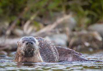 Wildlife Watchers - Otters  |  Ages 6-8