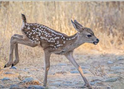 Wildlife Watchers - Deer  |  Ages 6-8