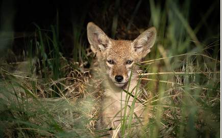 Wildlife Watchers - Coyotes  |  Ages 9-11