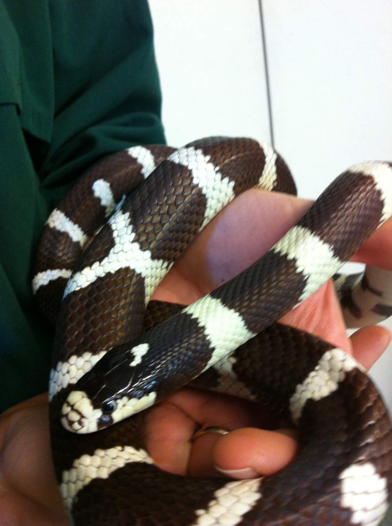 Thanksgiving Break Community Programs: Slithering Snakes
