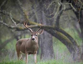 Thanksgiving Break Community Programs: Oh Deer!