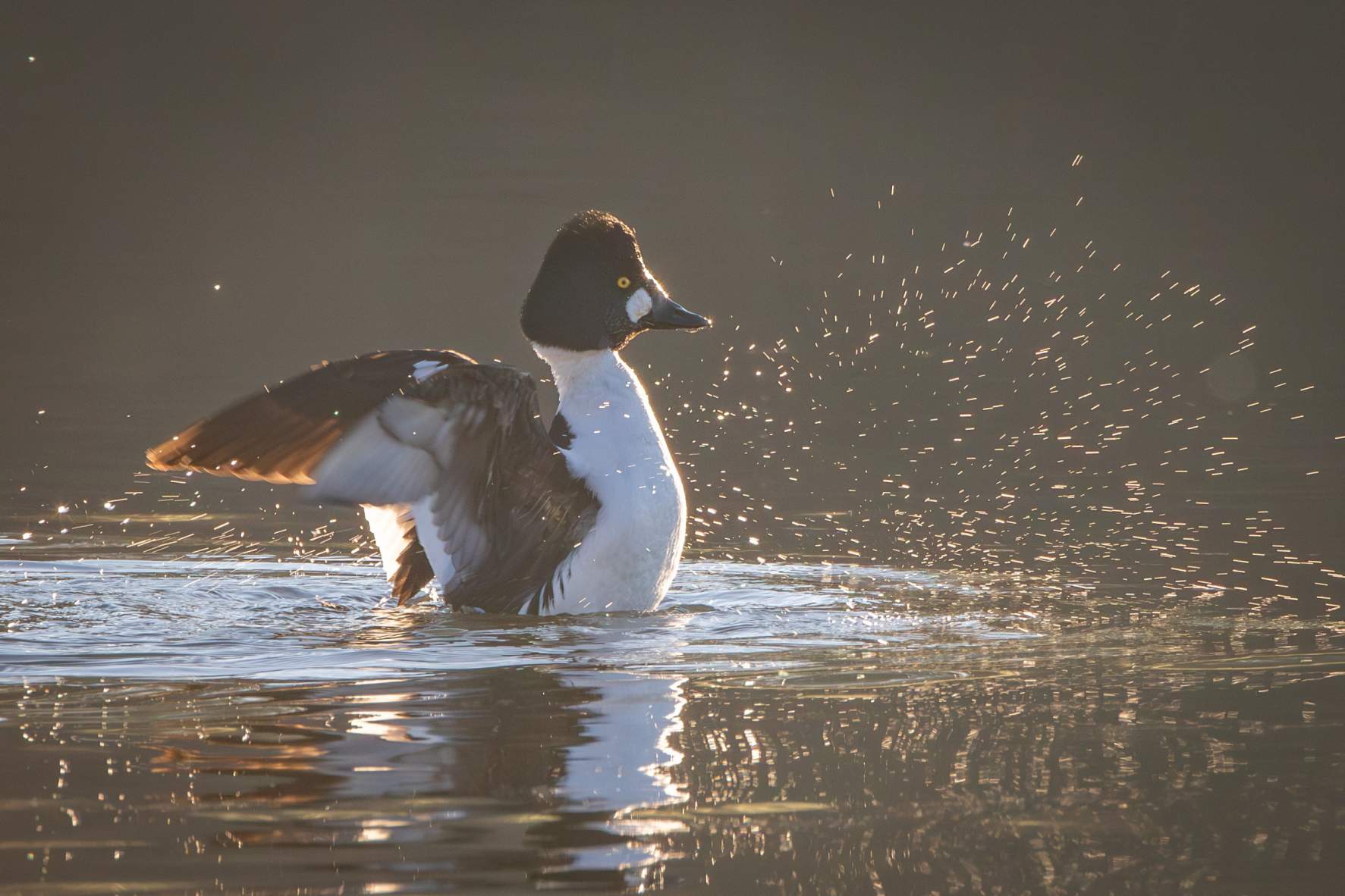 Wildlife Watchers - Winter WaterFowl  |  Ages 9-11
