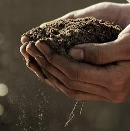 Parkway Plants - Plant Food  |  Ages 9-11