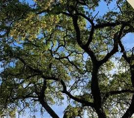 Parkway Plants - Trees  | Ages 9-11