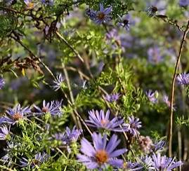 Parkway Plants - Native vs. Non-Native  |  Ages 6-8