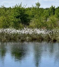 Parkway Plants - Tule, Native Plants, & Restoration | Ages 6-8