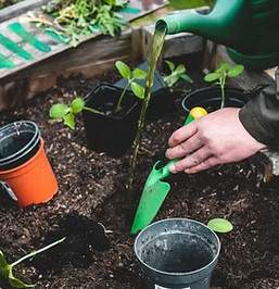 Parkway Plants - Gardening and Games  |  Ages 9-11