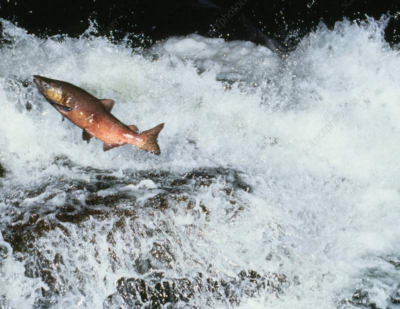 Nature of Things Speaker Series Presents: Swimming Into Nimbus: A Salmon & Steelhead Journey to Our Local Hatchery with Molly Shea