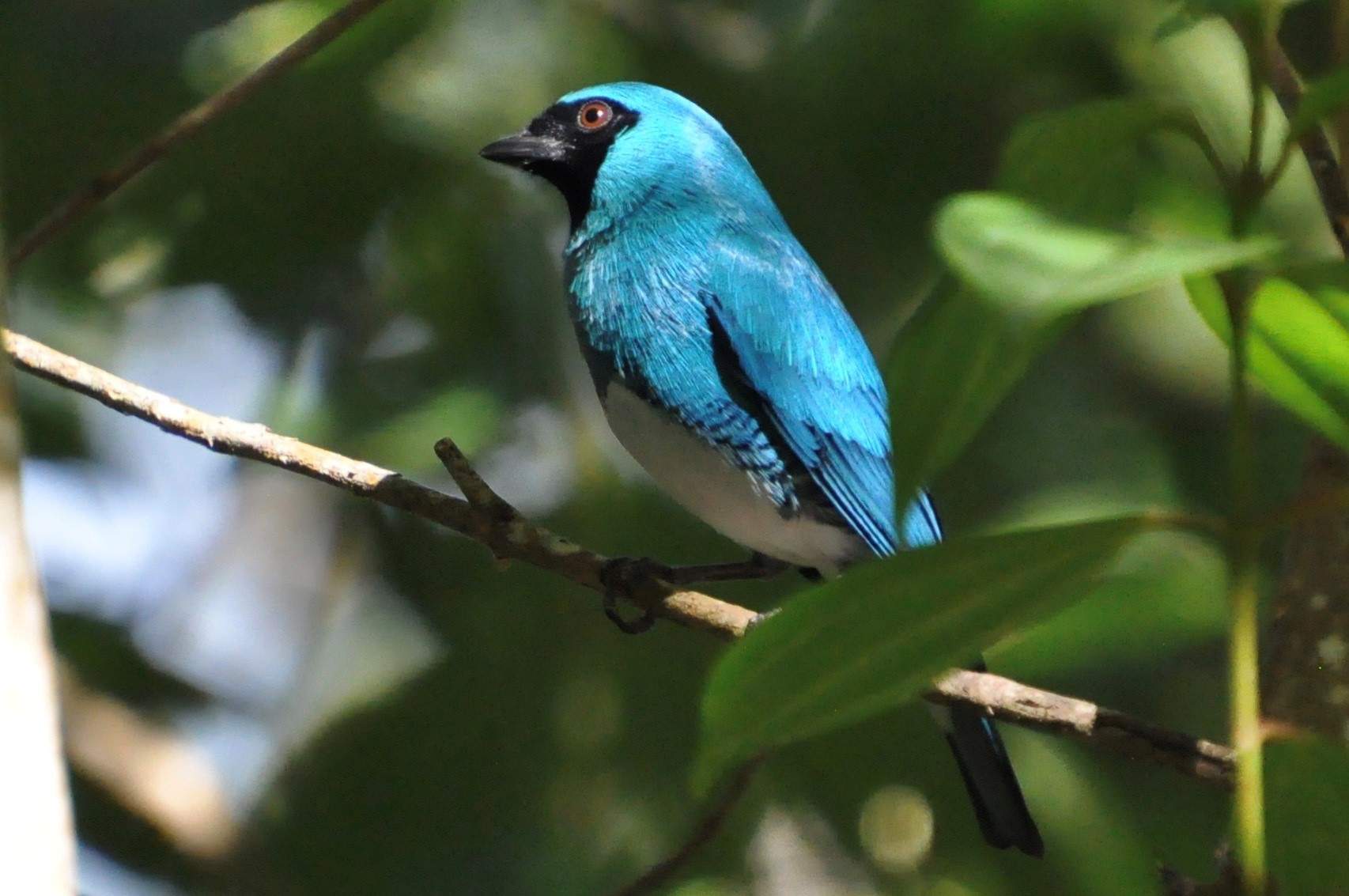 Nature of Things Speaker Series Presents: Colombia: Wonderland of Biodiversity with Rich Howard & Dana Miller-Blair