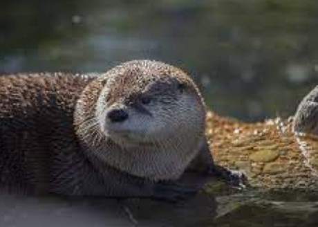 Critters of the American River | Classroom Visit