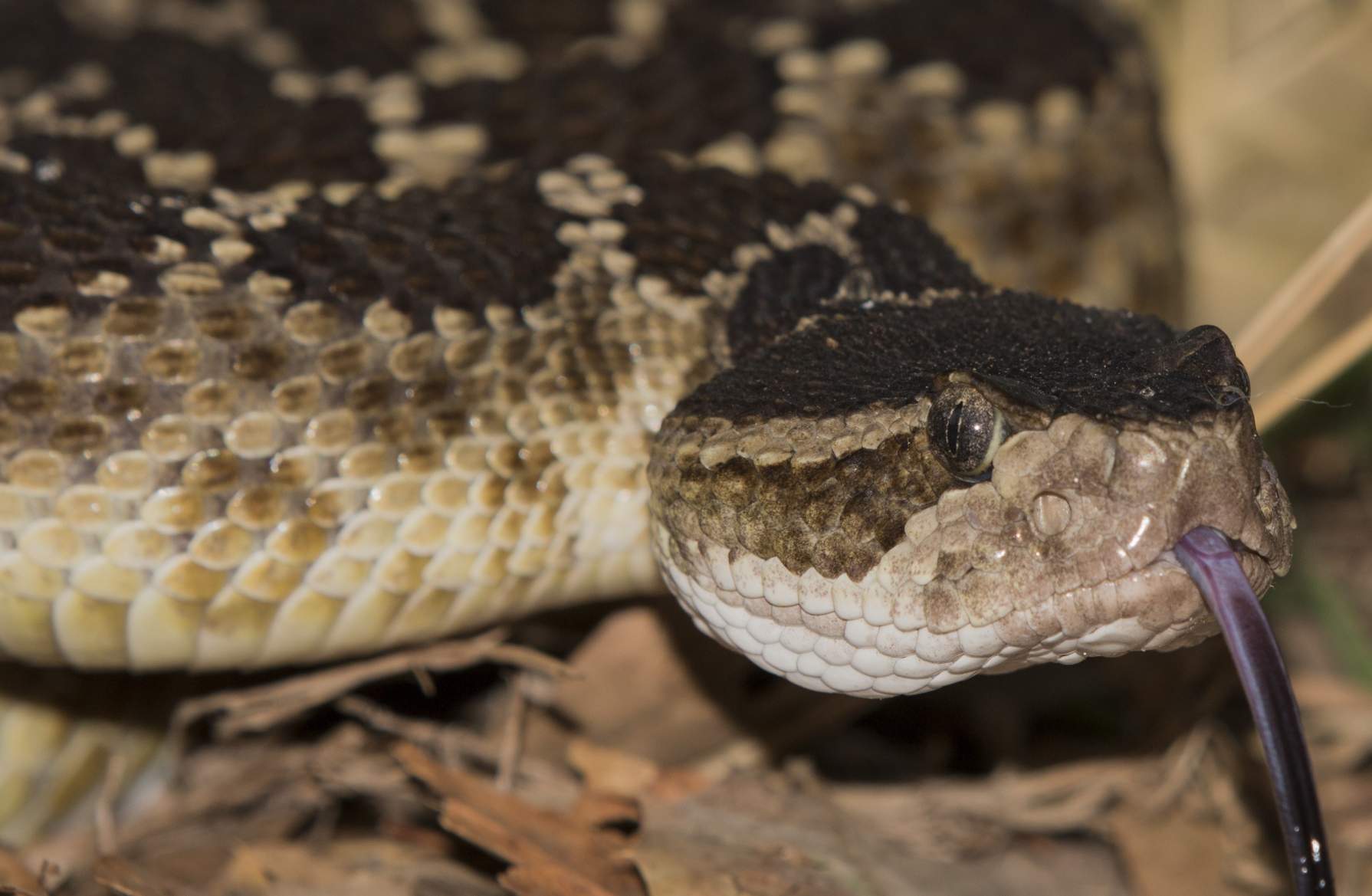 Scales and Tails | Classroom Visit