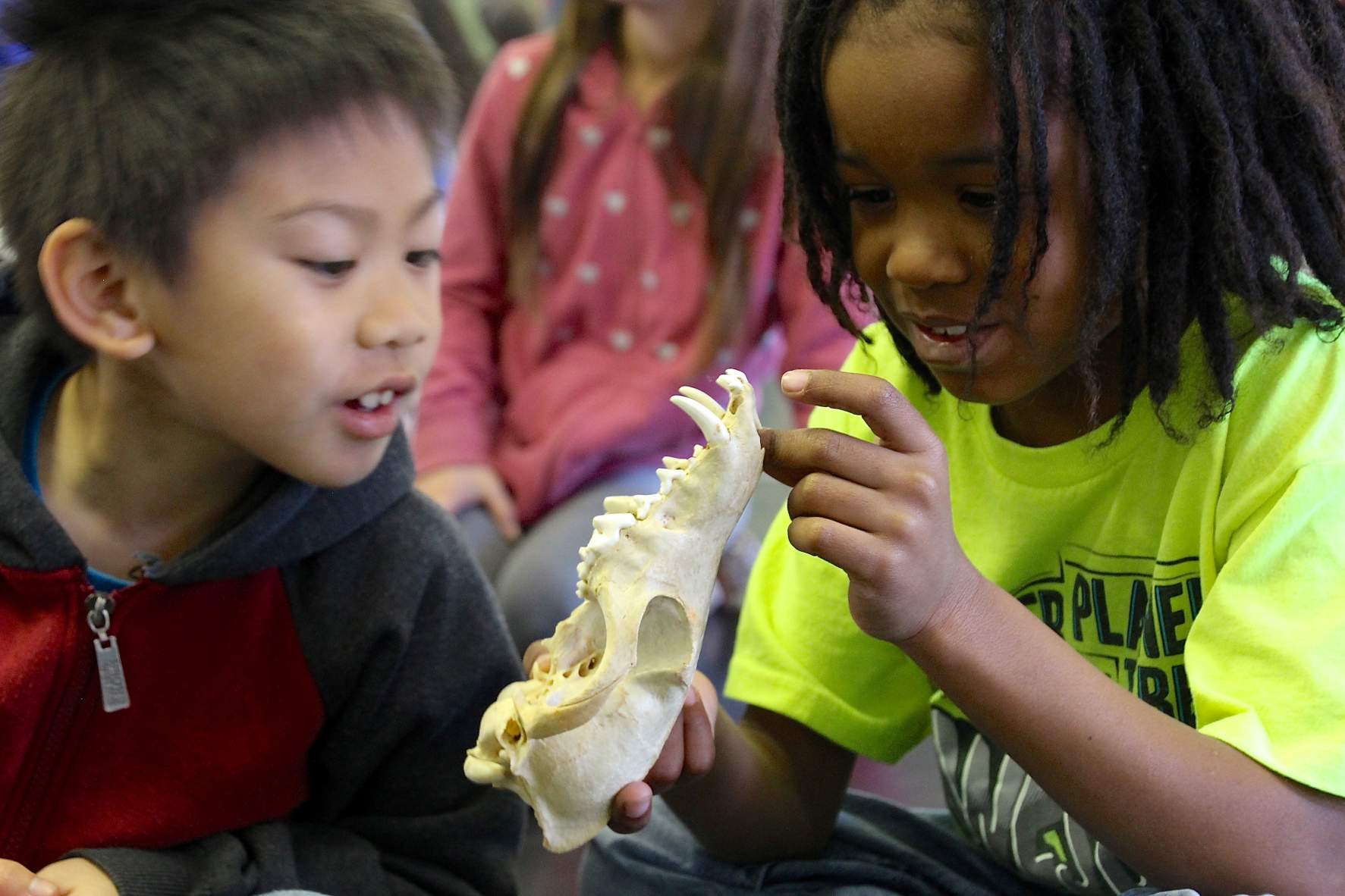 Amazing Adaptations | Classroom Visit